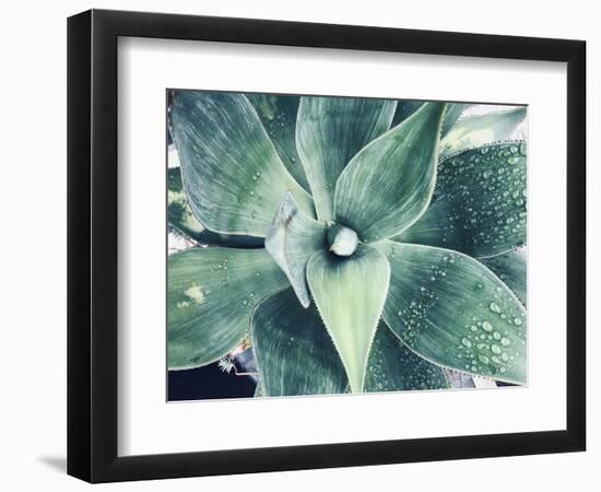 Green Tropical Succulent VIII-Irena Orlov-Framed Photographic Print