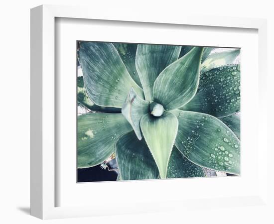 Green Tropical Succulent VIII-Irena Orlov-Framed Photographic Print