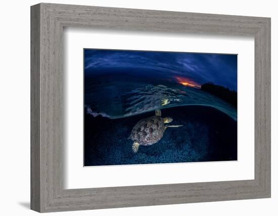 Green Turtle at Sunset-Barathieu Gabriel-Framed Photographic Print