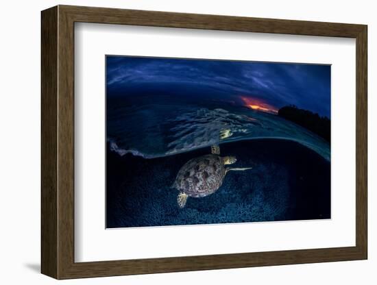 Green Turtle at Sunset-Barathieu Gabriel-Framed Photographic Print