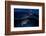 Green Turtle at Sunset-Barathieu Gabriel-Framed Photographic Print