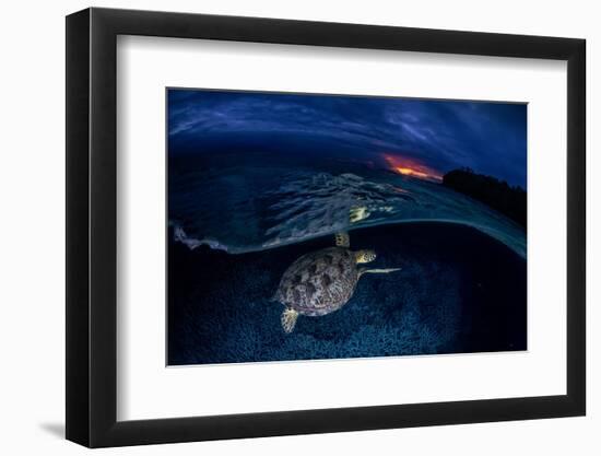 Green Turtle at Sunset-Barathieu Gabriel-Framed Photographic Print