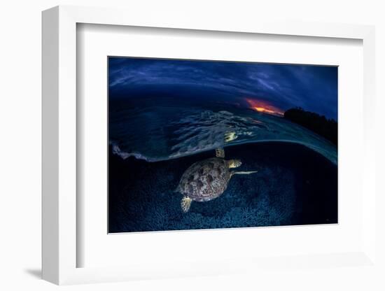 Green Turtle at Sunset-Barathieu Gabriel-Framed Photographic Print