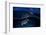 Green Turtle at Sunset-Barathieu Gabriel-Framed Photographic Print