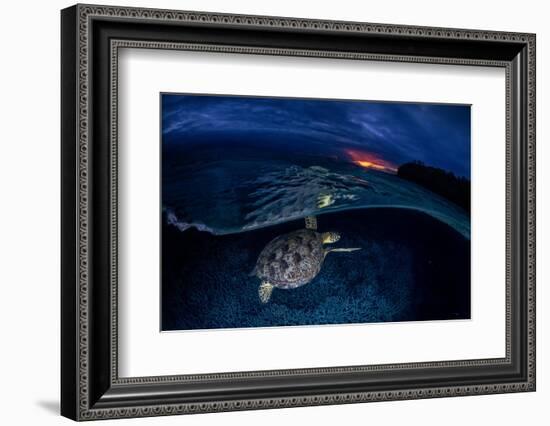 Green Turtle at Sunset-Barathieu Gabriel-Framed Photographic Print