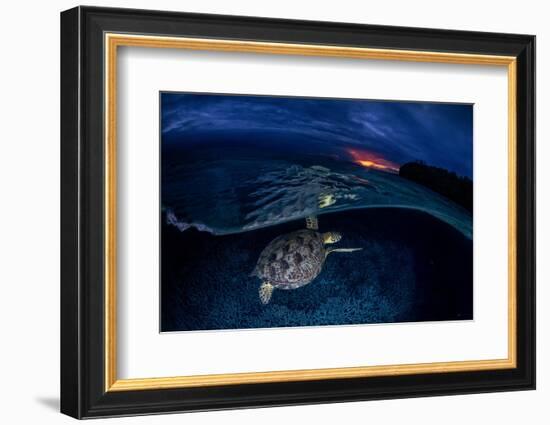 Green Turtle at Sunset-Barathieu Gabriel-Framed Photographic Print