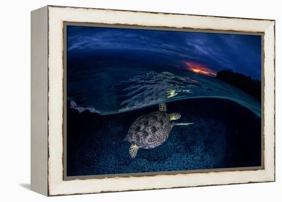 Green Turtle at Sunset-Barathieu Gabriel-Framed Premier Image Canvas