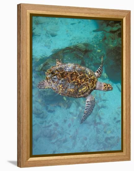 Green Turtle, Bocas Del Torro Island, Panama-Gavriel Jecan-Framed Premier Image Canvas