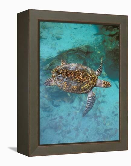 Green Turtle, Bocas Del Torro Island, Panama-Gavriel Jecan-Framed Premier Image Canvas