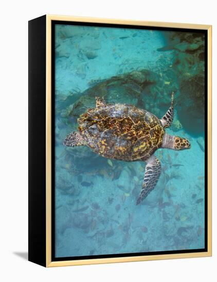 Green Turtle, Bocas Del Torro Island, Panama-Gavriel Jecan-Framed Premier Image Canvas