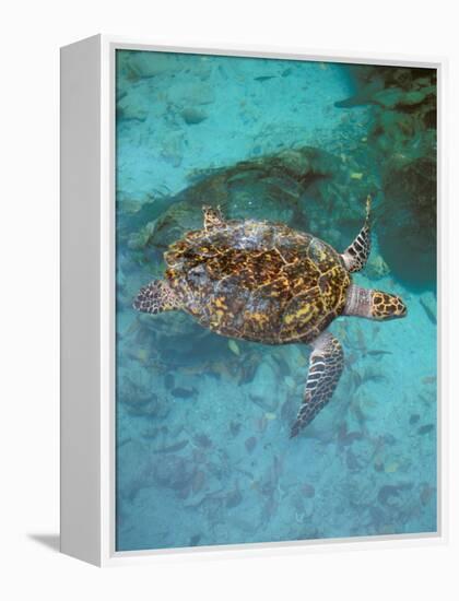 Green Turtle, Bocas Del Torro Island, Panama-Gavriel Jecan-Framed Premier Image Canvas