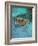 Green Turtle, Bocas Del Torro Island, Panama-Gavriel Jecan-Framed Photographic Print