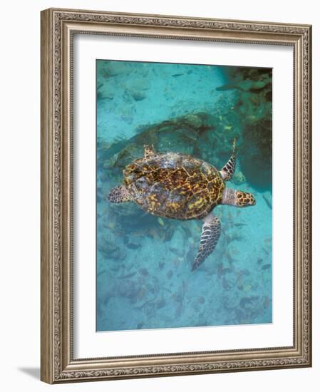 Green Turtle, Bocas Del Torro Island, Panama-Gavriel Jecan-Framed Photographic Print