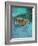 Green Turtle, Bocas Del Torro Island, Panama-Gavriel Jecan-Framed Photographic Print