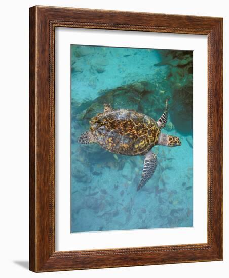 Green Turtle, Bocas Del Torro Island, Panama-Gavriel Jecan-Framed Photographic Print