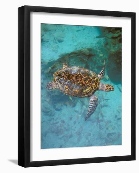 Green Turtle, Bocas Del Torro Island, Panama-Gavriel Jecan-Framed Photographic Print