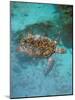 Green Turtle, Bocas Del Torro Island, Panama-Gavriel Jecan-Mounted Photographic Print