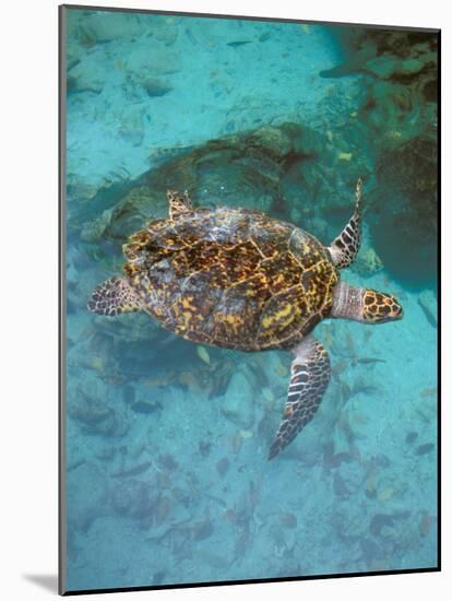 Green Turtle, Bocas Del Torro Island, Panama-Gavriel Jecan-Mounted Photographic Print