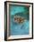 Green Turtle, Bocas Del Torro Island, Panama-Gavriel Jecan-Framed Photographic Print