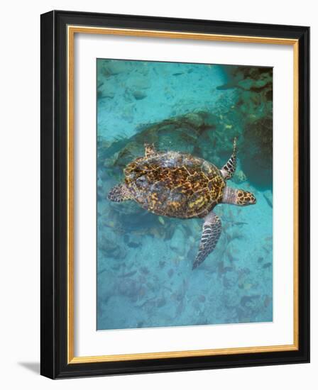 Green Turtle, Bocas Del Torro Island, Panama-Gavriel Jecan-Framed Photographic Print