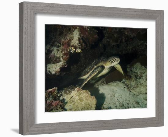 Green Turtle, Bunaken Marine Park, Indonesia-Stocktrek Images-Framed Photographic Print