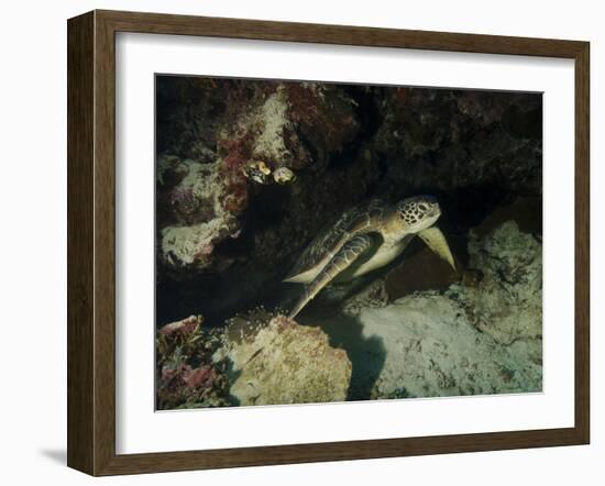 Green Turtle, Bunaken Marine Park, Indonesia-Stocktrek Images-Framed Photographic Print