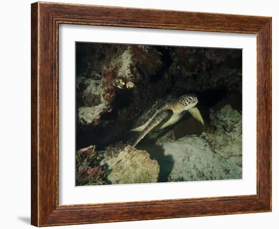 Green Turtle, Bunaken Marine Park, Indonesia-Stocktrek Images-Framed Photographic Print