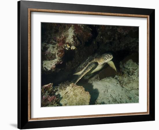 Green Turtle, Bunaken Marine Park, Indonesia-Stocktrek Images-Framed Photographic Print