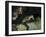 Green Turtle, Bunaken Marine Park, Indonesia-Stocktrek Images-Framed Photographic Print