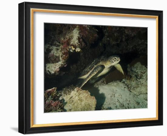 Green Turtle, Bunaken Marine Park, Indonesia-Stocktrek Images-Framed Photographic Print