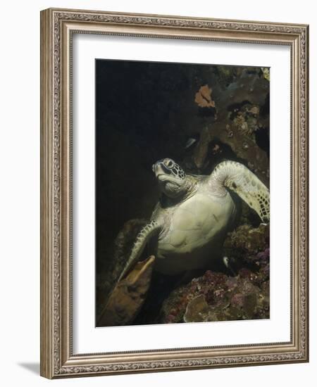 Green Turtle, Bunaken Marine Park, Indonesia-Stocktrek Images-Framed Photographic Print