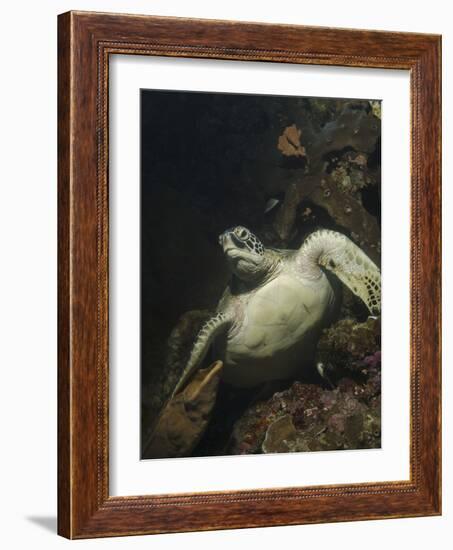 Green Turtle, Bunaken Marine Park, Indonesia-Stocktrek Images-Framed Photographic Print