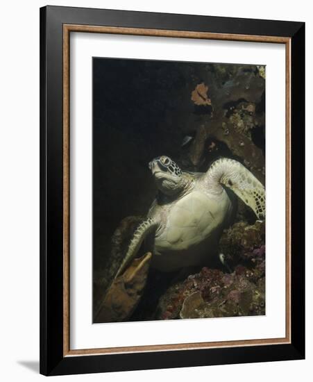 Green Turtle, Bunaken Marine Park, Indonesia-Stocktrek Images-Framed Photographic Print