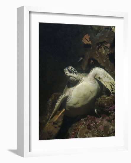 Green Turtle, Bunaken Marine Park, Indonesia-Stocktrek Images-Framed Photographic Print