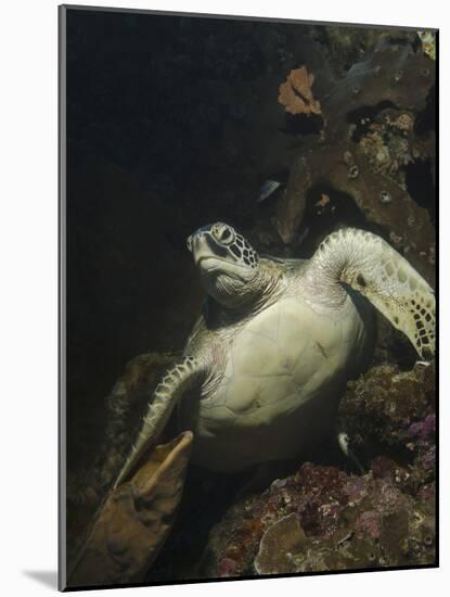 Green Turtle, Bunaken Marine Park, Indonesia-Stocktrek Images-Mounted Photographic Print