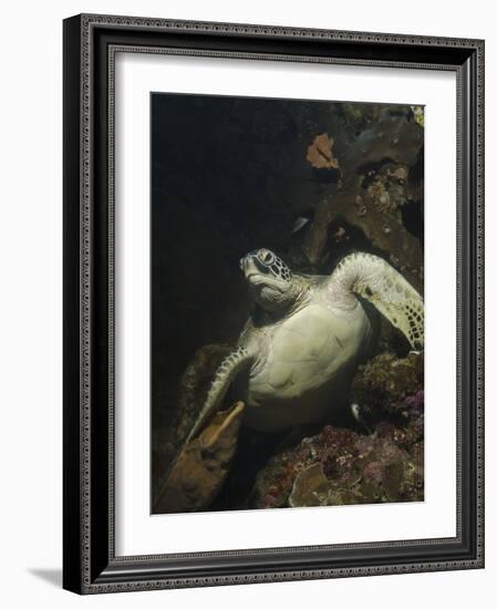 Green Turtle, Bunaken Marine Park, Indonesia-Stocktrek Images-Framed Photographic Print