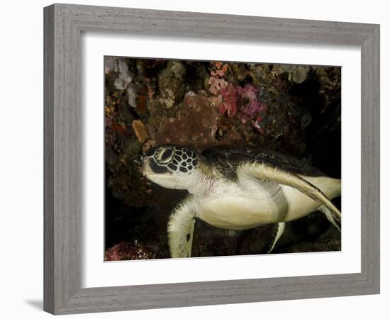 Green Turtle, Bunaken Marine Park, Indonesia-Stocktrek Images-Framed Photographic Print