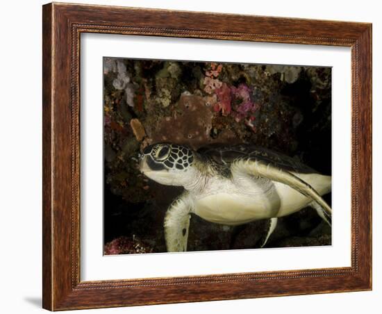 Green Turtle, Bunaken Marine Park, Indonesia-Stocktrek Images-Framed Photographic Print