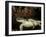 Green Turtle, Bunaken Marine Park, Indonesia-Stocktrek Images-Framed Photographic Print