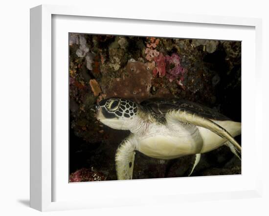 Green Turtle, Bunaken Marine Park, Indonesia-Stocktrek Images-Framed Photographic Print