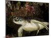 Green Turtle, Bunaken Marine Park, Indonesia-Stocktrek Images-Mounted Photographic Print