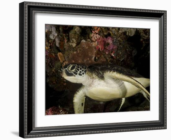 Green Turtle, Bunaken Marine Park, Indonesia-Stocktrek Images-Framed Photographic Print