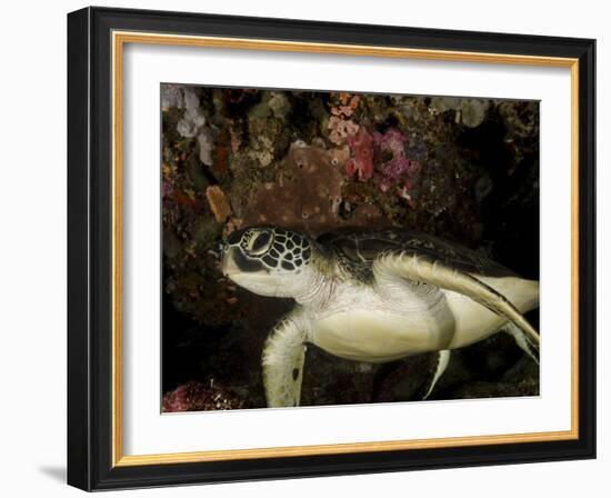 Green Turtle, Bunaken Marine Park, Indonesia-Stocktrek Images-Framed Photographic Print