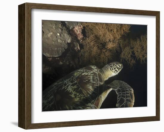 Green Turtle, Bunaken Marine Park, Indonesia-Stocktrek Images-Framed Photographic Print