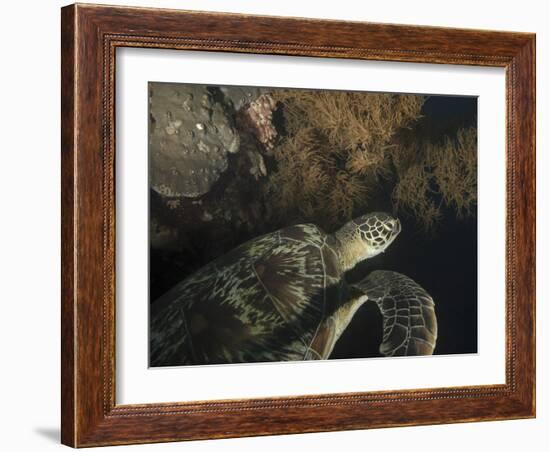 Green Turtle, Bunaken Marine Park, Indonesia-Stocktrek Images-Framed Photographic Print