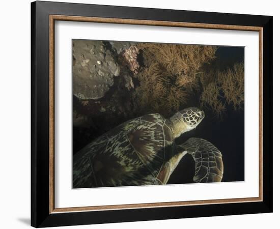 Green Turtle, Bunaken Marine Park, Indonesia-Stocktrek Images-Framed Photographic Print