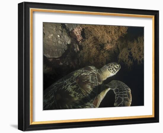 Green Turtle, Bunaken Marine Park, Indonesia-Stocktrek Images-Framed Photographic Print