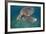 Green Turtle (Chelonia Mydas) Akumal, Caribbean Sea, Mexico, January. Endangered Species-Claudio Contreras-Framed Photographic Print