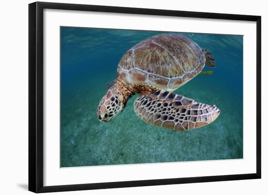 Green Turtle (Chelonia Mydas) Akumal, Caribbean Sea, Mexico, January. Endangered Species-Claudio Contreras-Framed Photographic Print