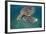 Green Turtle (Chelonia Mydas) Akumal, Caribbean Sea, Mexico, January. Endangered Species-Claudio Contreras-Framed Photographic Print